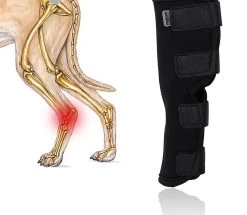 Honden Brace Volledige Voorpoot Of Achterpoot - Sterk Steungevend - Small - Zwart