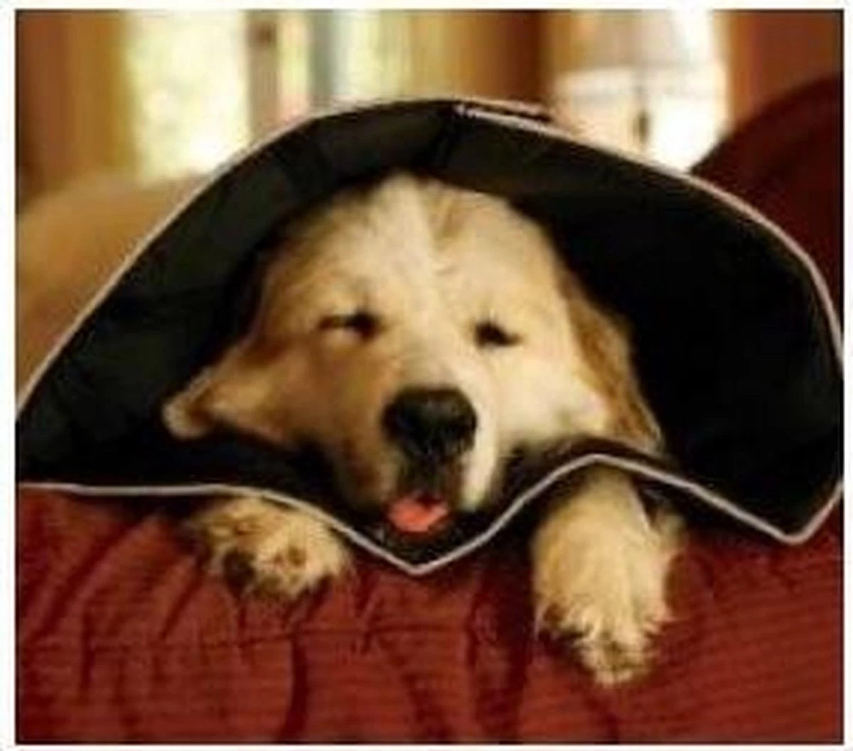 Comfy Cone Hondenkraag Medium - Zwart - Afbeelding 3