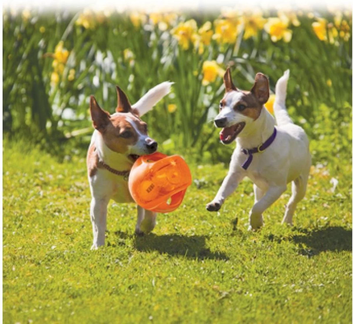 Kong Jumbler Ball - Assorti - M/L - Hondenspeelgoed - Ø14 Cm - Afbeelding 4