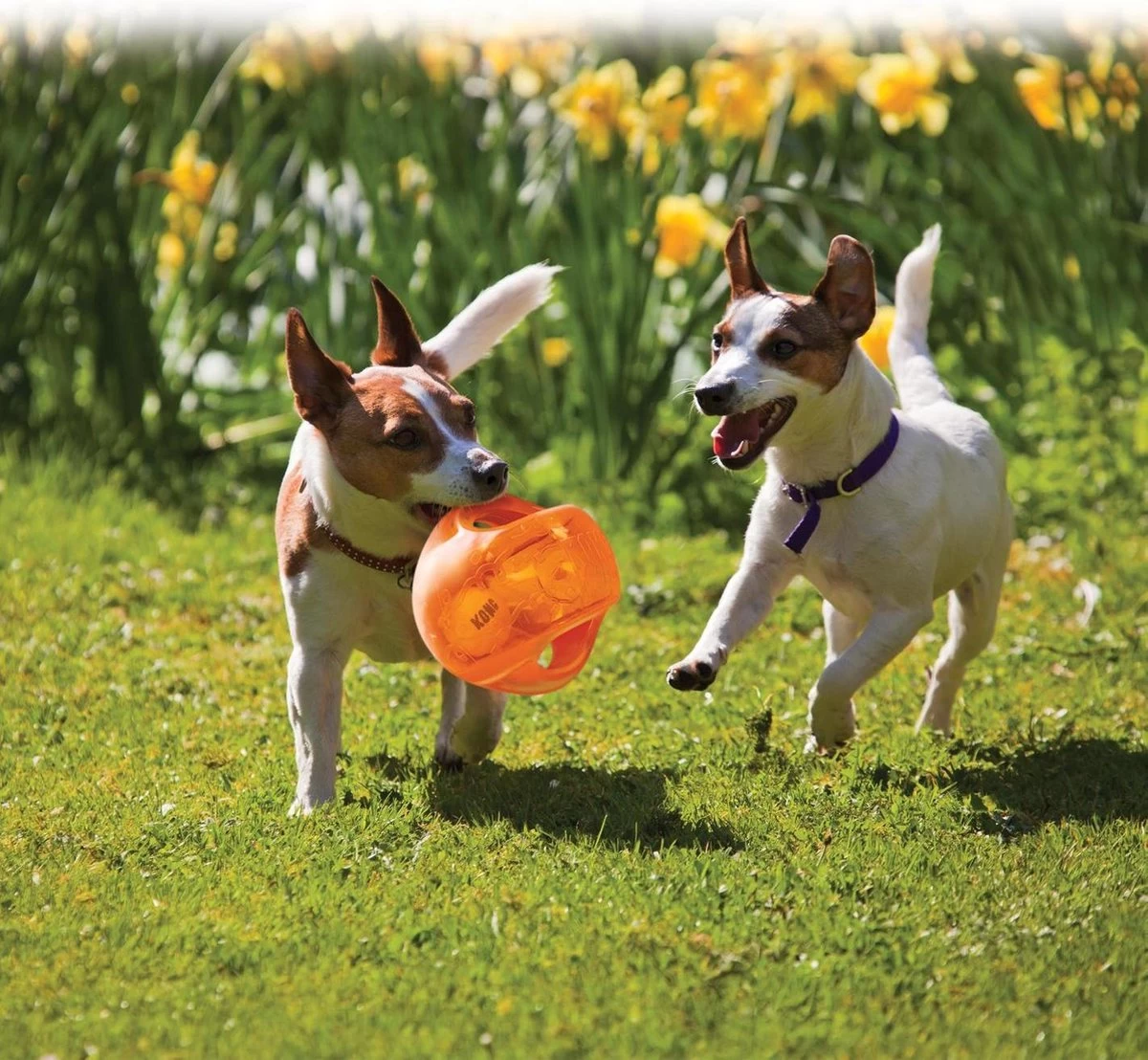 Kong Jumbler Ball - Assorti - M/L - Hondenspeelgoed - Ø14 Cm - Afbeelding 9