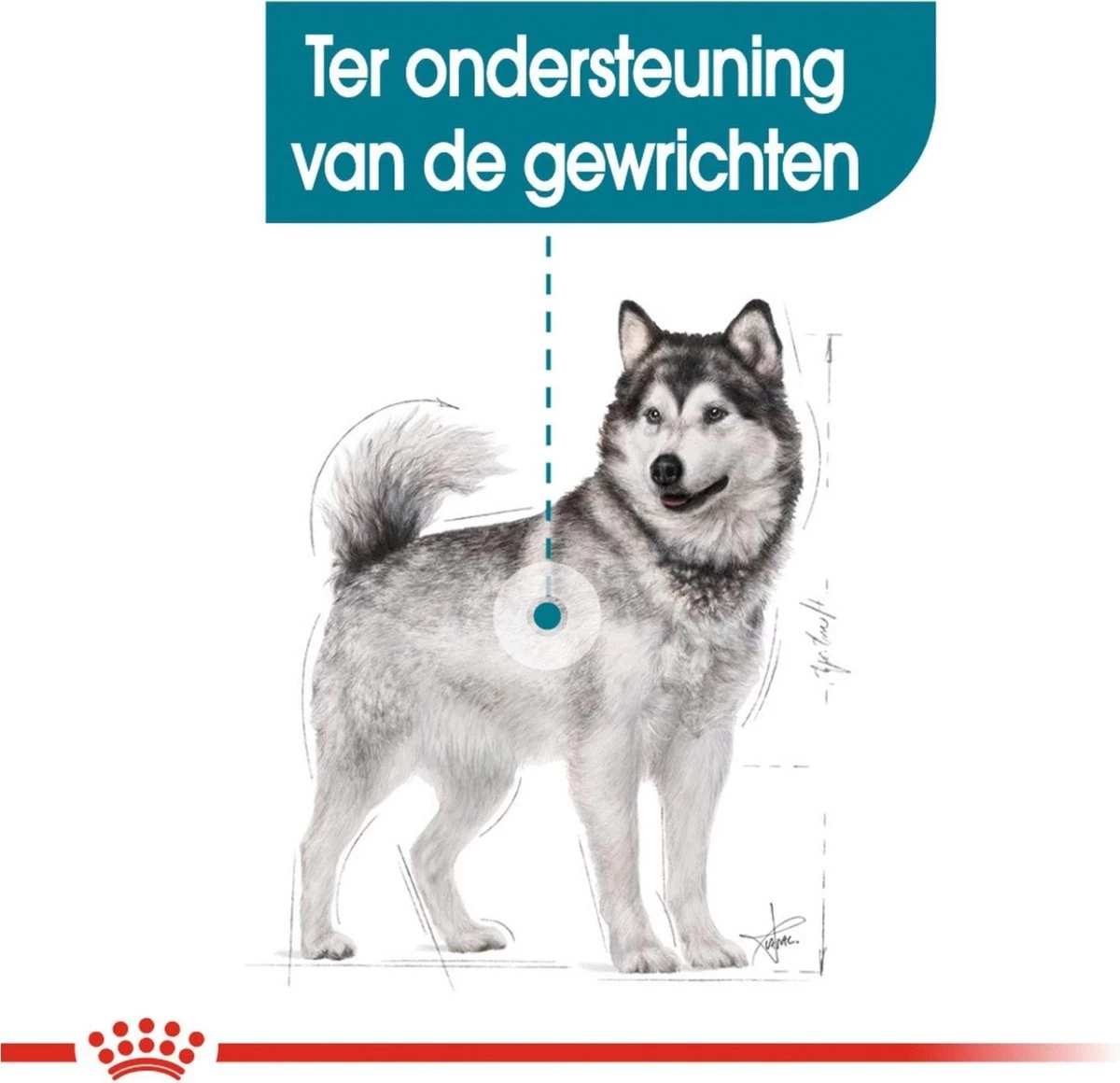 Royal Canin Ccn Joint Care Maxi - Hondenvoer - 10 Kg - Afbeelding 2