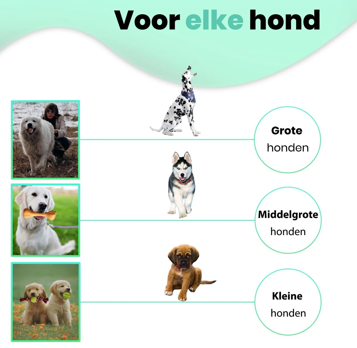 Petloverz – Honden Speelgoed Set – Honden Speeltjes – Knuffel - Speelgoed – Intelligentie – 15 Speeltjes - Afbeelding 2