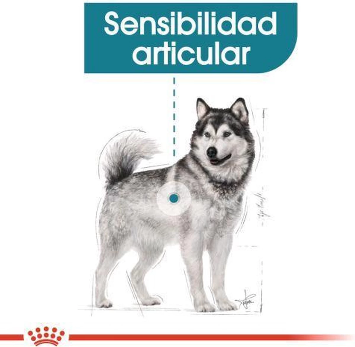Royal Canin Ccn Joint Care Maxi - Hondenvoer - 10 Kg - Afbeelding 6