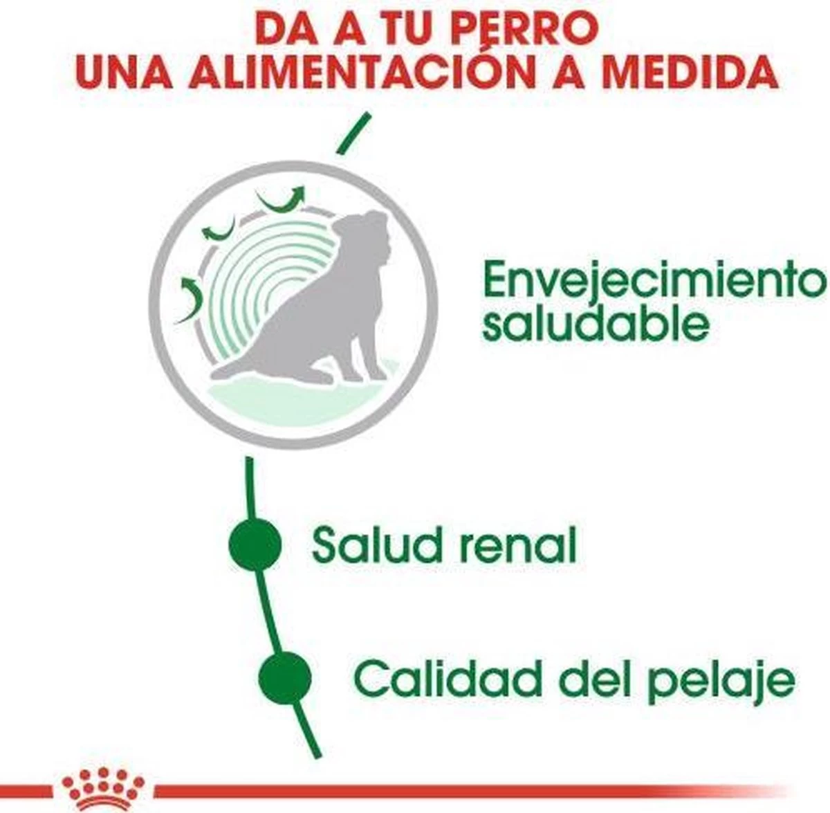 Royal Canin Mini Ageing 12+ - Hondenvoer - 3,5 Kg - Afbeelding 6