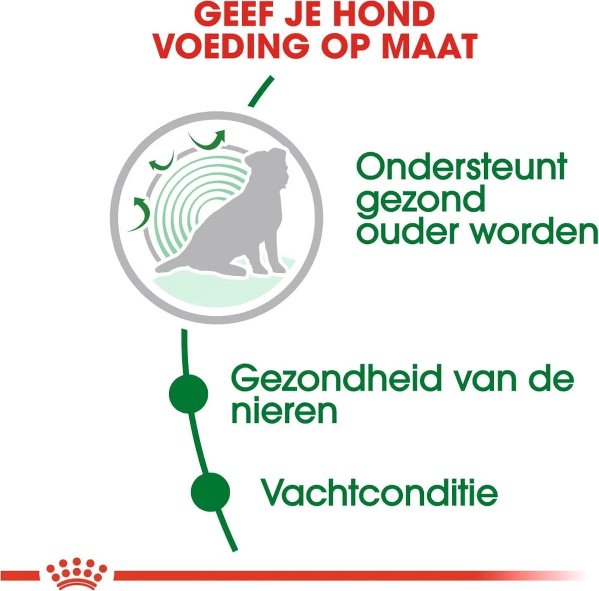 Royal Canin Mini Ageing 12+ - Hondenvoer - 3,5 Kg - Afbeelding 2