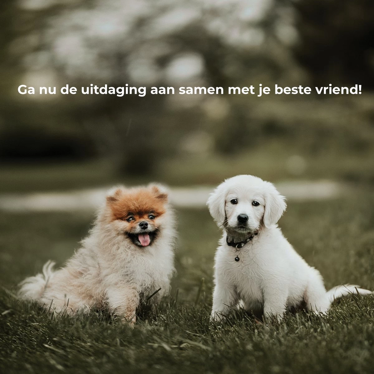 AYOO Agility Voor De Hond - Honden Training - Honden Behendigheid Set - Hondenparcours - Training Huisdieren - Honden Agility Set - Slalom - Horde - Draagzak - Agility Set - Oranje - Wit - GRATIS Speeltouw - Afbeelding 9