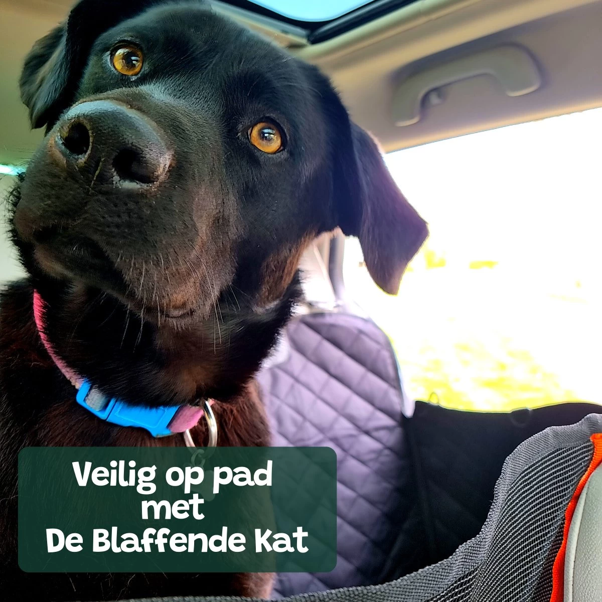 Premium Hondendeken Auto Achterbank Kijkvenster - Incl 2 Hondenriemen En E-Book - Autodeken Hond - Autobench Voor Hond - Zwart Oranje - Afbeelding 6