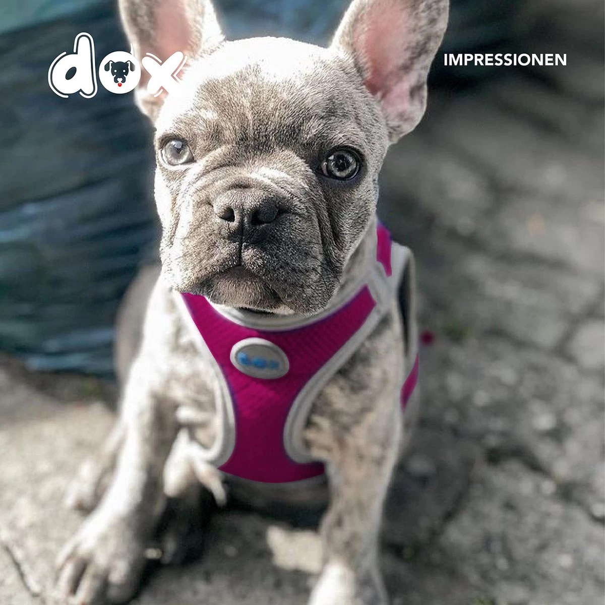 DDOXX Hondenharnas, Reflecterend, Verstelbaar, Breakaway | Borstharnas Voor Klein, Middelgroot | Hondenharnas Hond Kat Puppy Auto | Kattenharnas Puppy Harnas | Roze Roze, S - Afbeelding 8