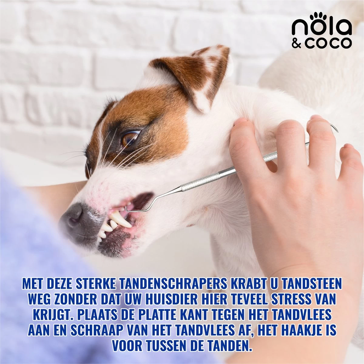 Nola & Coco® Tandsteen Verwijderaar Set Inclusief Bewaardoosje - Tandenkrabber - Set Van Twee - Hond - Kat - Tandenborstel - Tandplak Verwijderen - Tandenstoker - Honden Tanden Schoonmaken - Tandenhaakje - Gebitsreiniging - Afbeelding 6