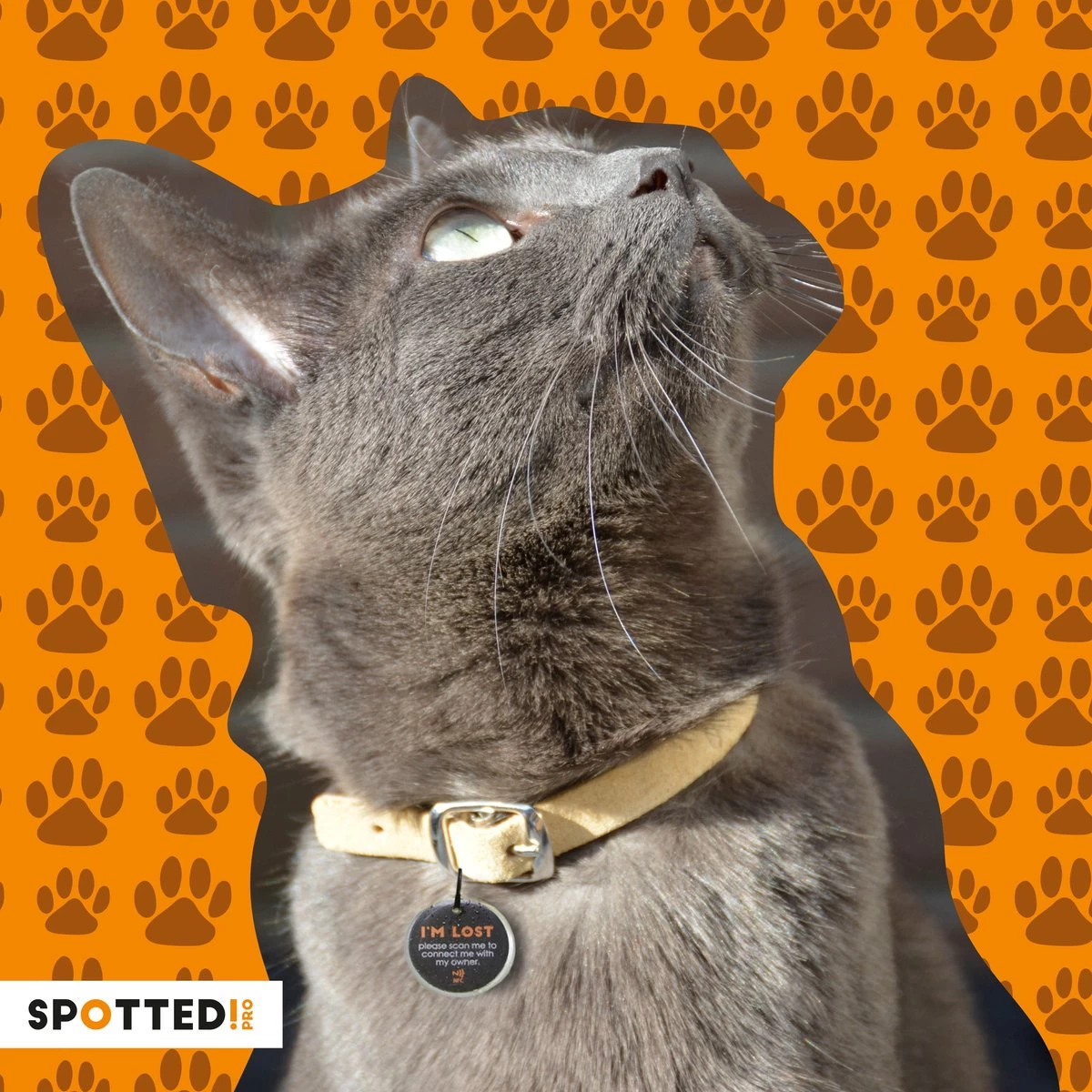 Spotted! Pro Smart Pet Tag – Hondenpenning En Kattenpenning – QR Code – NFC Chip – Small - Ø2.4cm - Zilver - Afbeelding 4