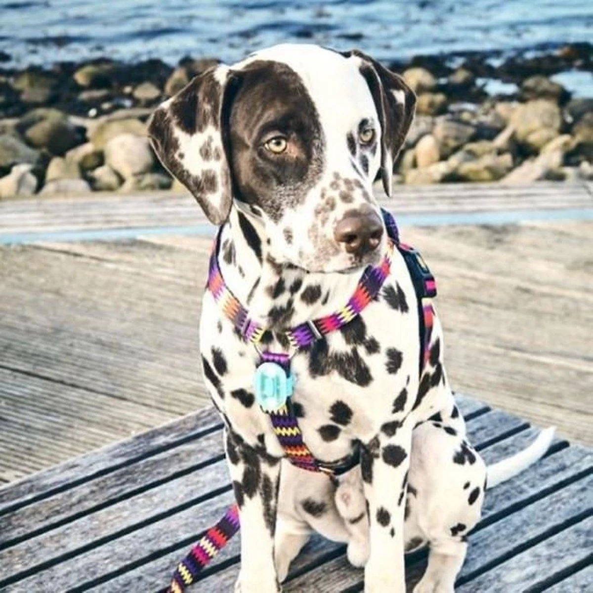 Max & Molly Matrix Ultra Led Honden Veiligheidslicht - Dierenlampje - Zwart - Afbeelding 5