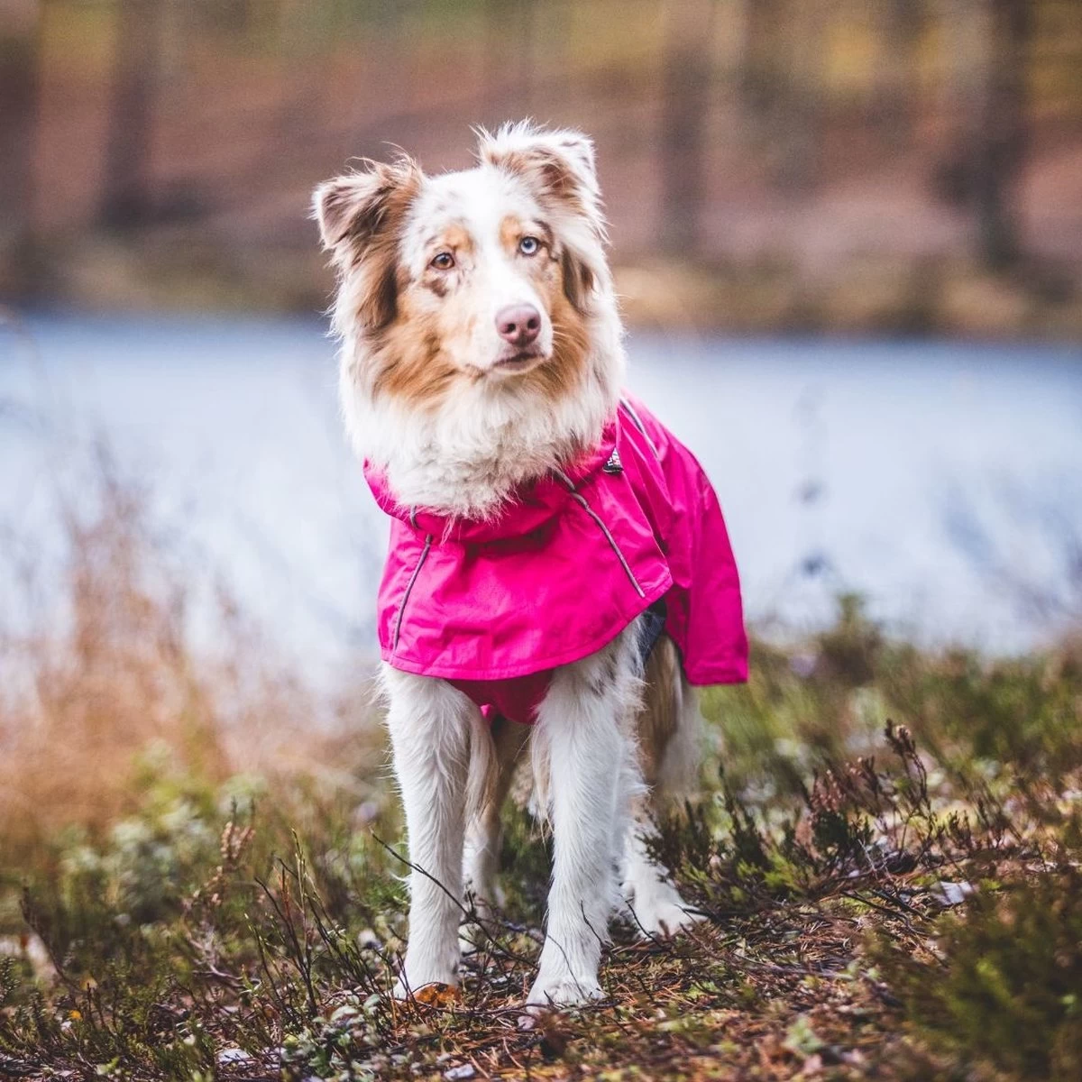 Rukka Pets Hase Raincoat - Lichtgewicht Hondenregenjas - In 2 Kleuren En 9 Maten - Kleur: Roze, Maat: Maat 40 - Afbeelding 2