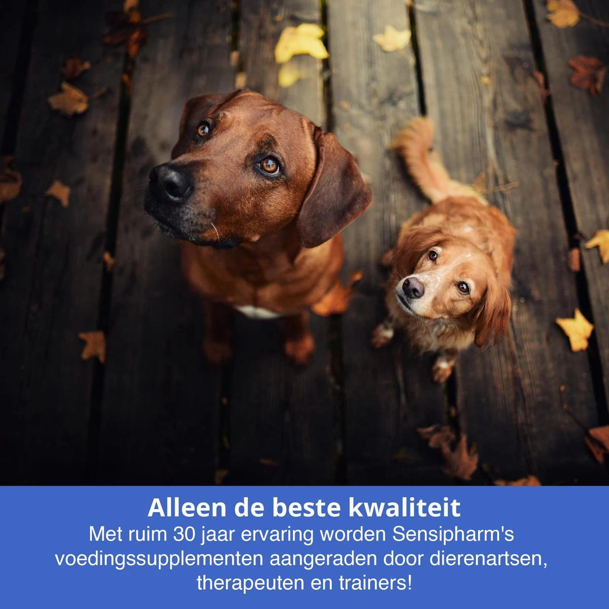 Sensipharm Anal Gland Support Hond - Bij Verstopte En Ontstoken Anaalklieren - Natuurlijk Voedingssupplement - 90 Tabletten à 1000 Mg - Afbeelding 6