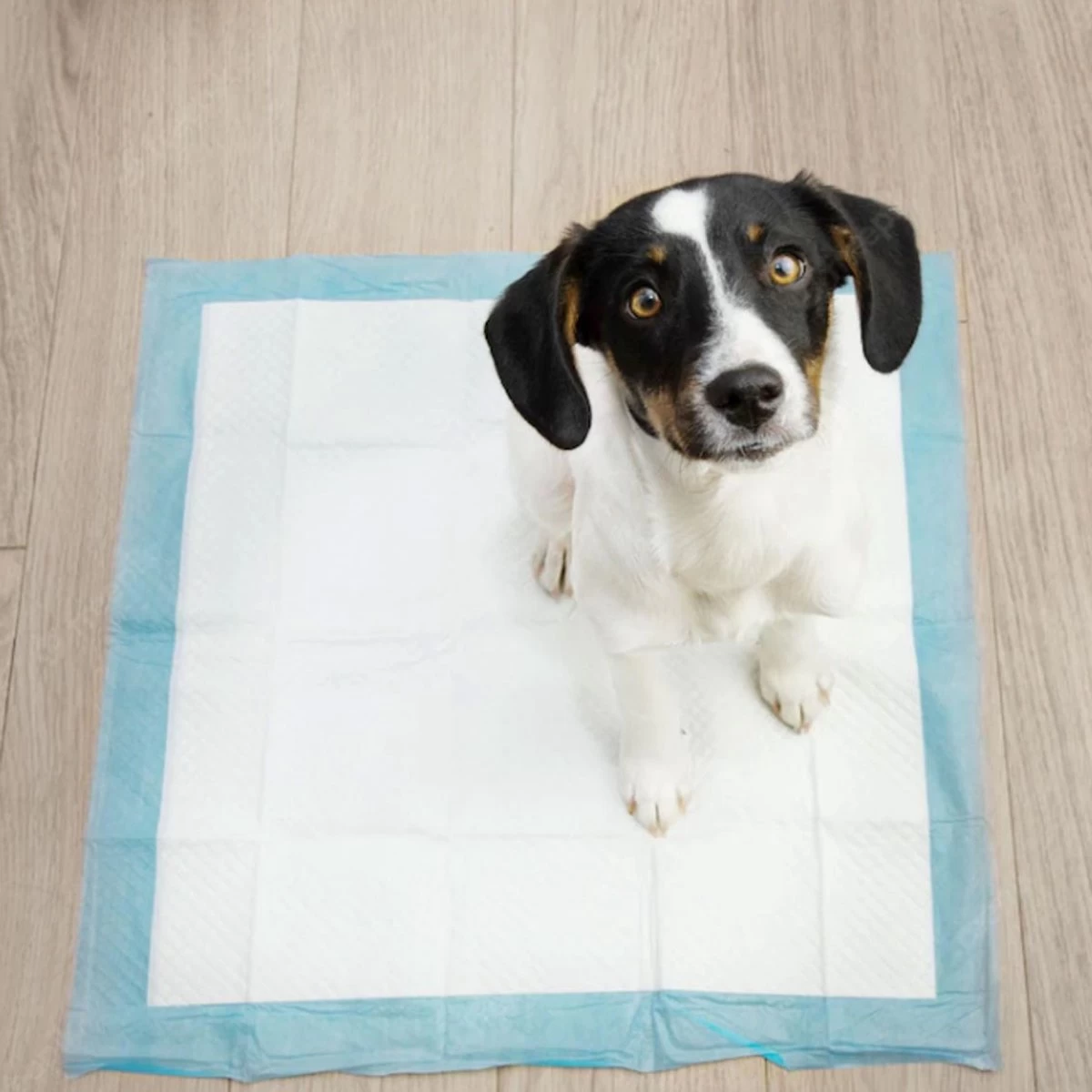 Springos Puppy Training Pads| Plasmatjes Hond | Zindelijkheidstraining | 10 Stuks | 35 X 45 Cm - Afbeelding 9