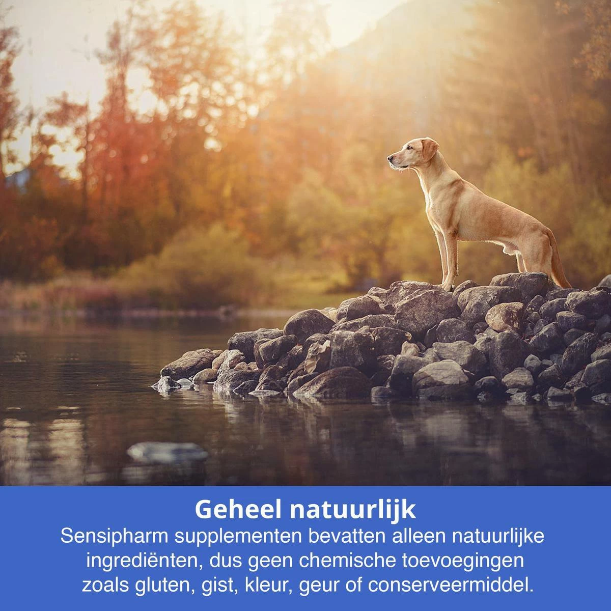 Sensipharm Bitterspray Anti Bijt Spray - Hond, Kat, Konijn & Vogel - Bitter Anti Kauw Knabbel Knaag - 100 Ml - Afbeelding 4