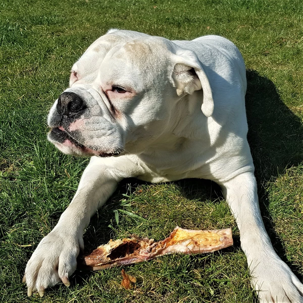 Topdiervoeding Runderkophuid Hondensnacks - Vers Gedroogd - 30cm - 1000 Gram - Afbeelding 4