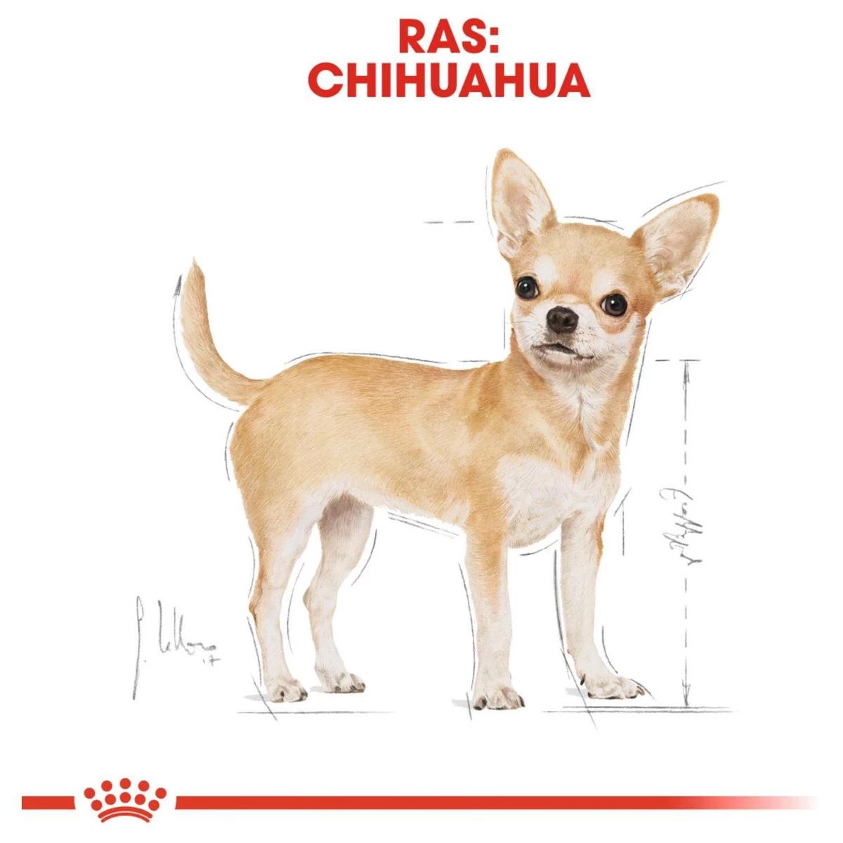 Royal Canin Chihuahua Pouch (12X85 GR) - Afbeelding 5
