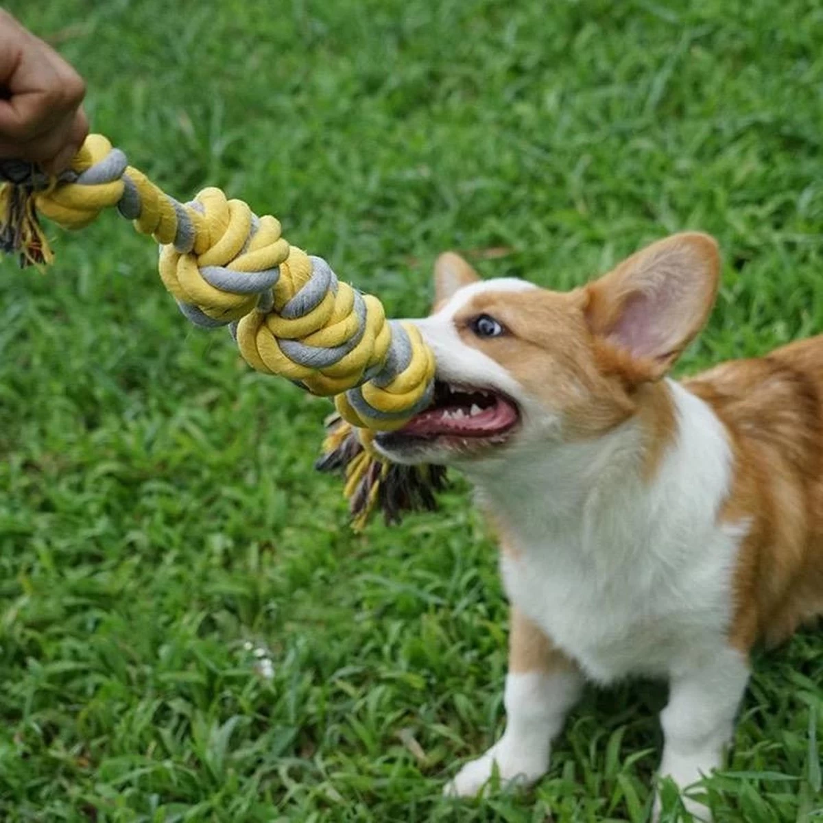 BoDutch Flostouw Hond - Hondenspeelgoed - Trektouw Hond - Hondentouw - Flostouw Hond - 60 Cm - Apporteerspeelgoed - Geel/Grijs - Afbeelding 5