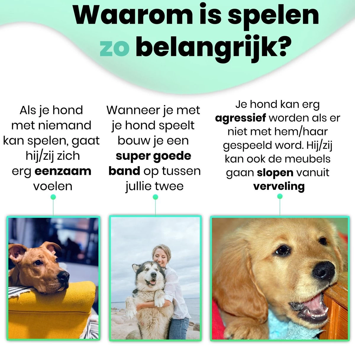 Petloverz – Honden Speelgoed Set – Honden Speeltjes – Knuffel - Speelgoed – Intelligentie – 15 Speeltjes - Afbeelding 4