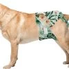 Loopsheidbroekje Hond - Bloemenprint - Maat L - Voor Grotere Teefjes - Herbruikbaar - Hondenbroekje - Hondenluier - Loopsheid - Ongesteldheid - Voorkomt Ongewenste Zwangerschappen Bij Teefjes - Milieuvriendelijk - Verantwoord - Perfecte Pasvorm