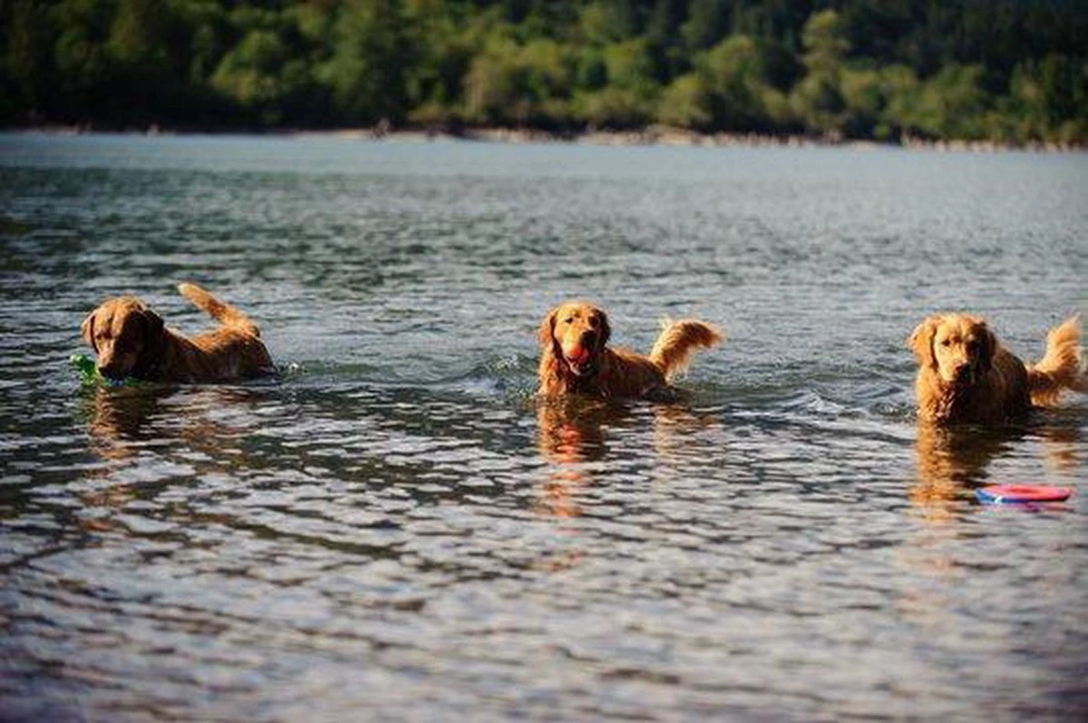 Chuckit! Ultra Ball XL – Honden Speelgoed – Ø 9 Cm – Oranje/Blauw – Apporteerspeelgoed – 1-Pack - Afbeelding 3