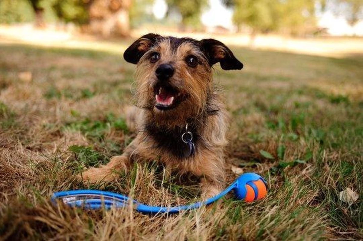 Chuckit! Ultra Ball XL – Honden Speelgoed – Ø 9 Cm – Oranje/Blauw – Apporteerspeelgoed – 1-Pack - Afbeelding 11