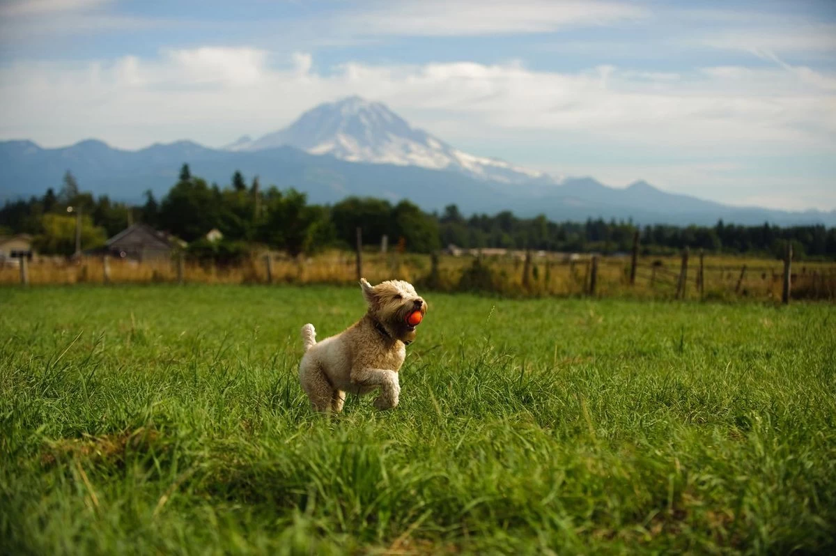 Chuckit! Ultra Ball XL – Honden Speelgoed – Ø 9 Cm – Oranje/Blauw – Apporteerspeelgoed – 1-Pack - Afbeelding 7
