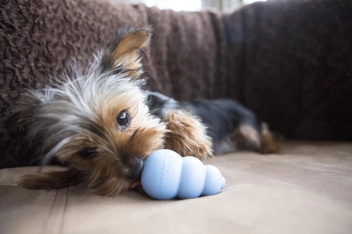 Kong Puppy - Kauwbot Hondenspeelgoed Small - Kauwbot - 85mm X 42mm - Groen/Wit - Afbeelding 4