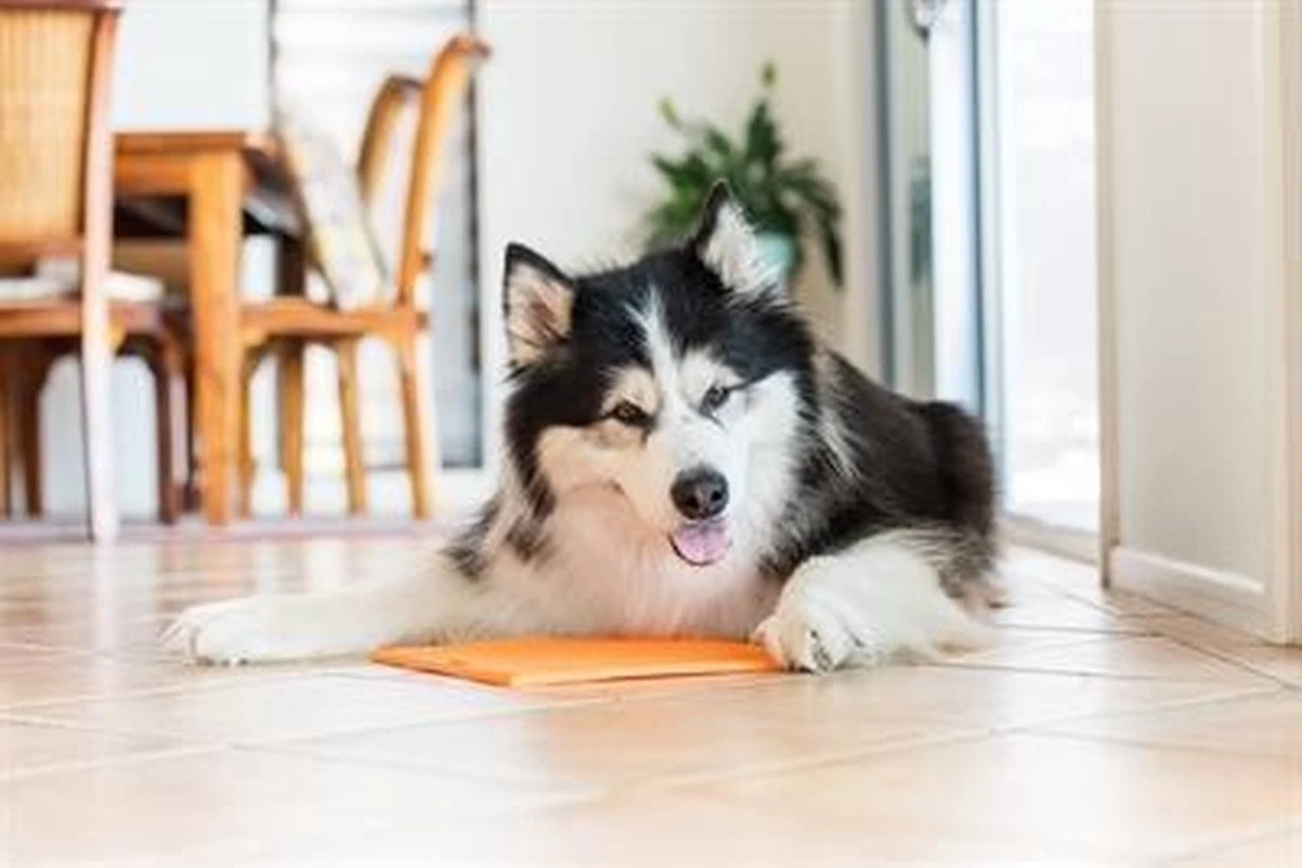 Lickimat Buddy - Voermat - Slow Feeder - 20 Cm - Oranje - Afbeelding 7