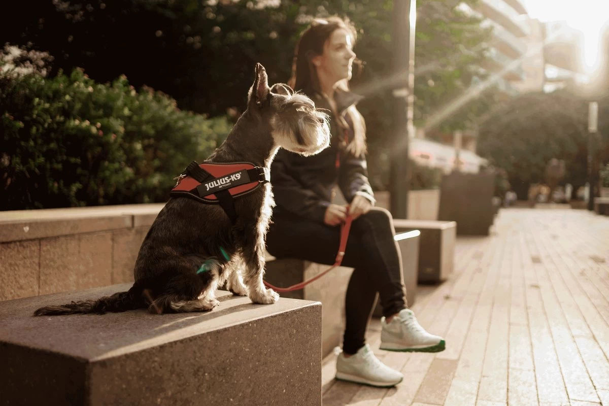 Julius K9 Julius-K9 IDC®Powertuig, S - Mini, Neon - Afbeelding 4