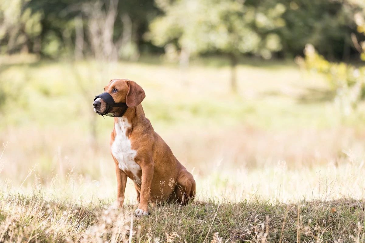 Trixie Muilkorf Polyester Met Gaas Inzet Zwart (M 19-26 CM) - Afbeelding 3