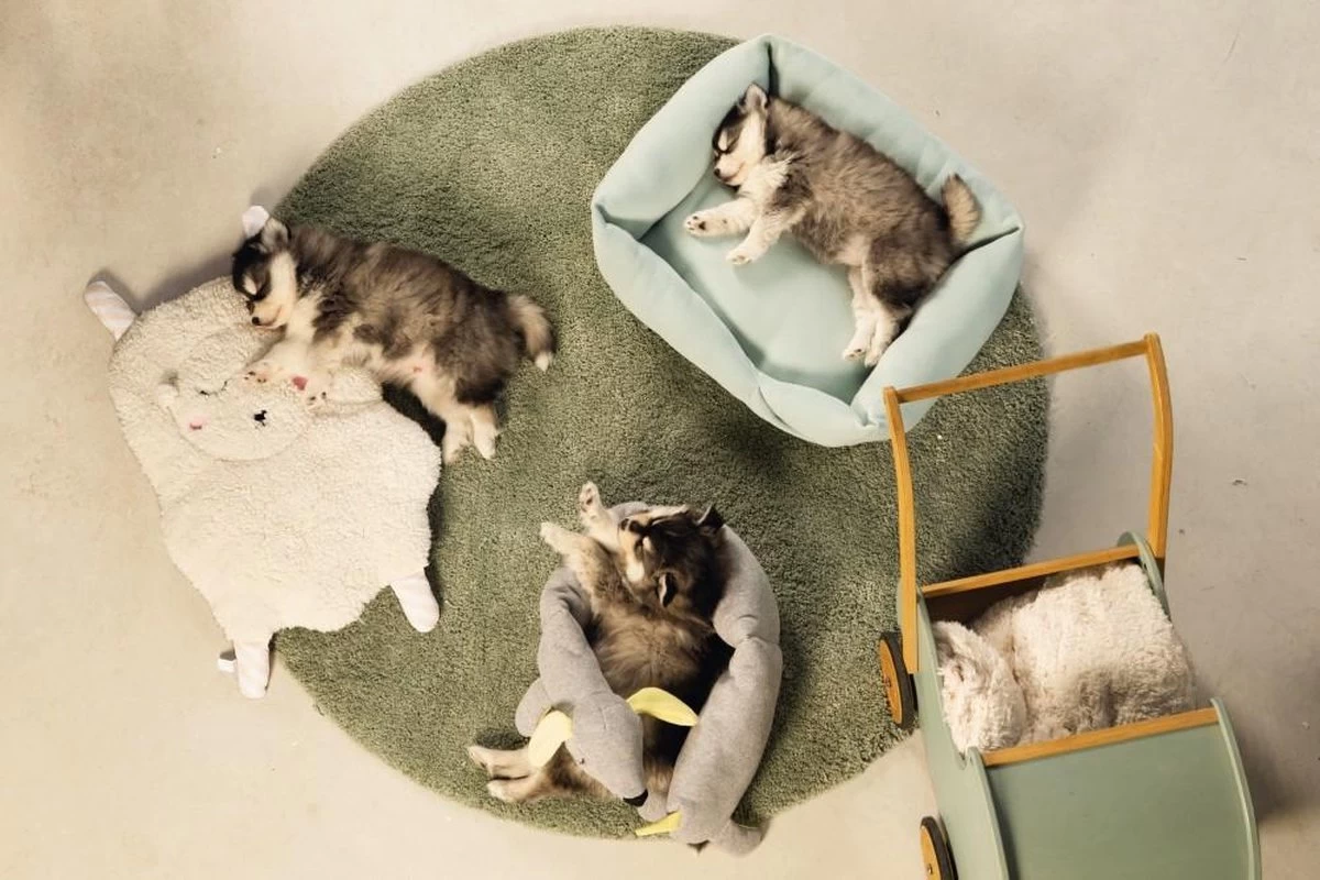 Beeztees Puppy Sjiepo - Hondenspeelgoed - Wit - 40x22x5 Cm - Afbeelding 3