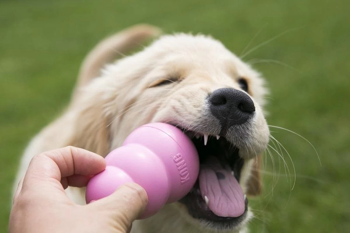 Kong Puppy - Kauwbot Hondenspeelgoed Small - Kauwbot - 85mm X 42mm - Groen/Wit - Afbeelding 13