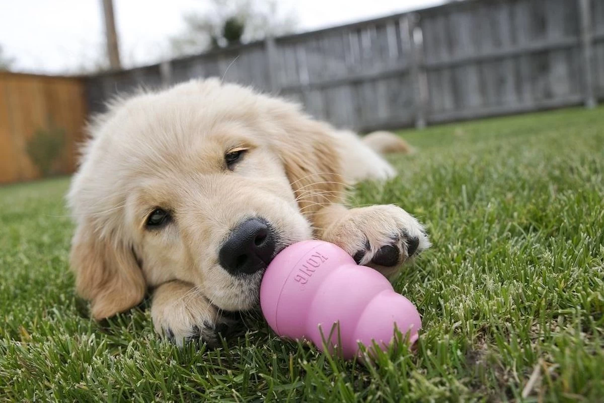 Kong Puppy - Kauwbot Hondenspeelgoed Small - Kauwbot - 85mm X 42mm - Groen/Wit - Afbeelding 16