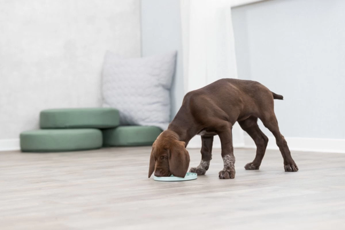 Trixie Junior Likplaat Mintgroen - 21X21 CM - Afbeelding 2