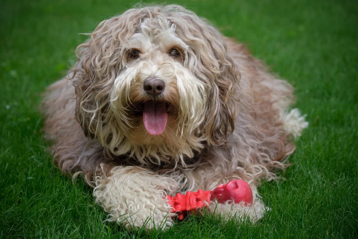 Kauwbot Hond Extra Sterk Kauwspeelgoed Melk Geur Smaak Honden Speelgoed - Rood Wit - Dutchwide - Afbeelding 5