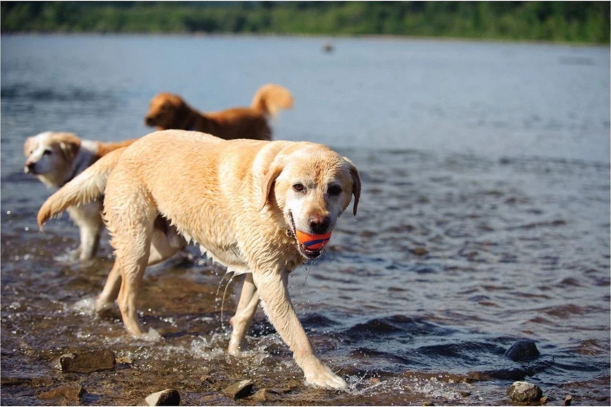 Chuckit! Ultra Ball L – Honden Speelgoed – Apporteren – Drijft Op Water – Stuitert – Veilig Voor Gebit – Honden Bal – Ideaal Met De Ballenwerper – Ø 7cm – Oranje/Blauw – Apporteerspeelgoed – 2-Pack - Afbeelding 6