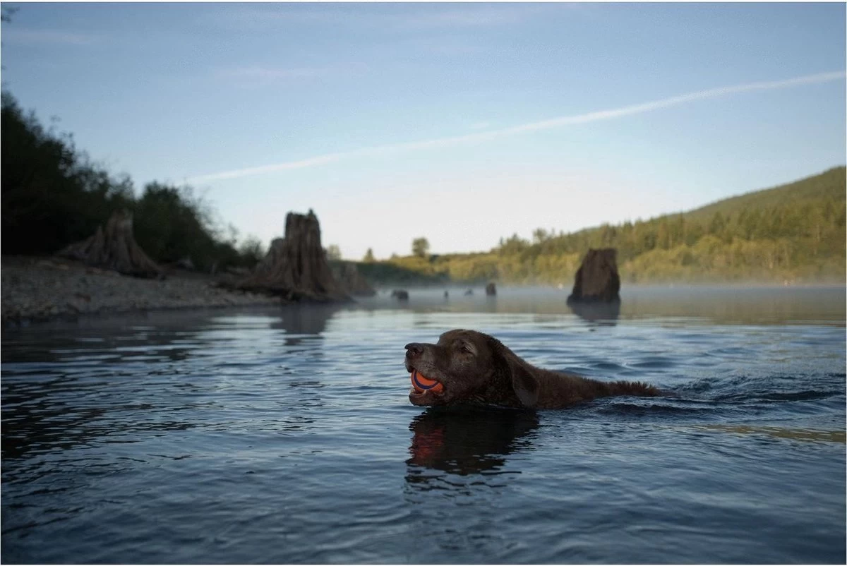 Chuckit! Ultra Ball L – Honden Speelgoed – Apporteren – Drijft Op Water – Stuitert – Veilig Voor Gebit – Honden Bal – Ideaal Met De Ballenwerper – Ø 7cm – Oranje/Blauw – Apporteerspeelgoed – 2-Pack - Afbeelding 3