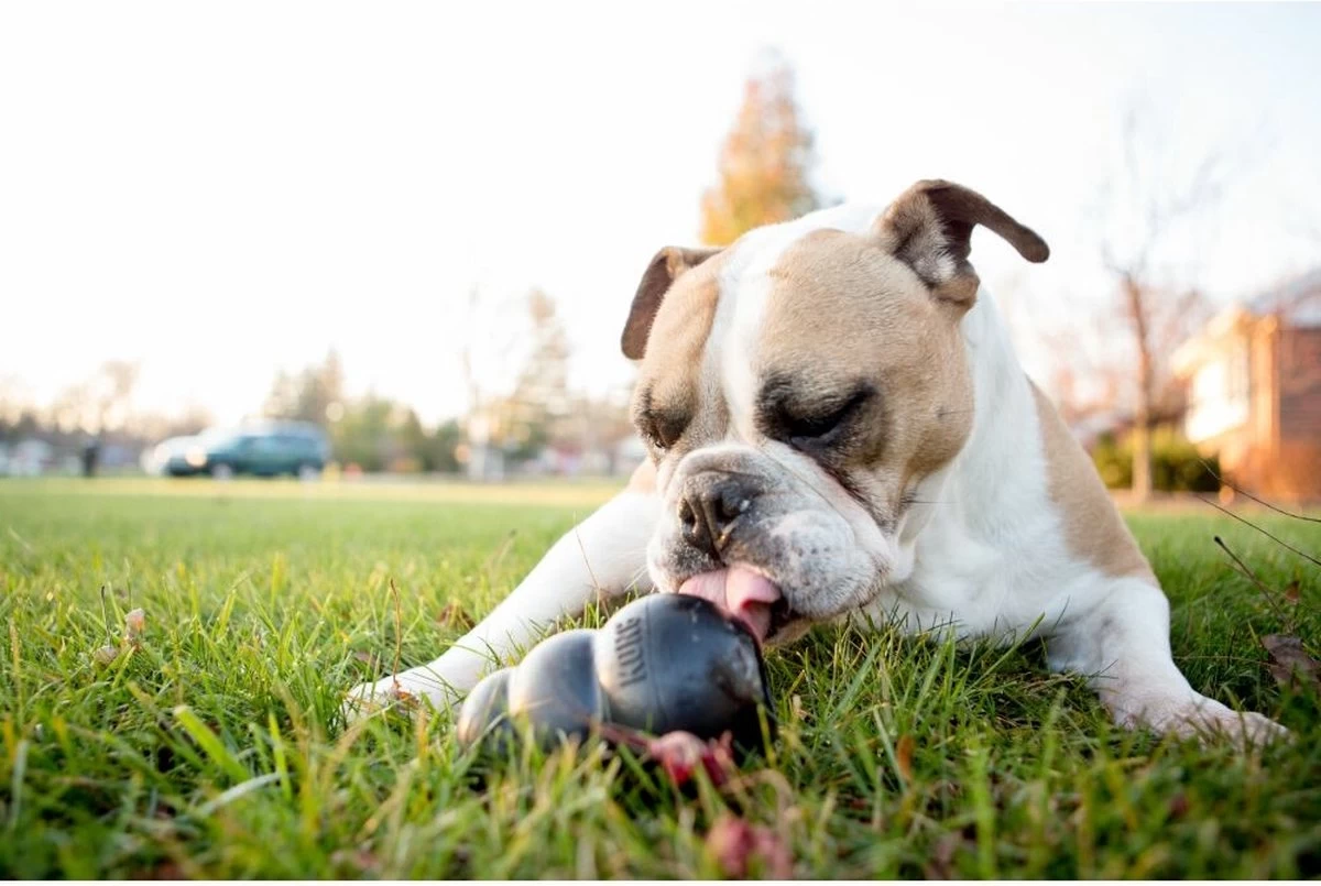 Kong Extreme - Afbeelding 4