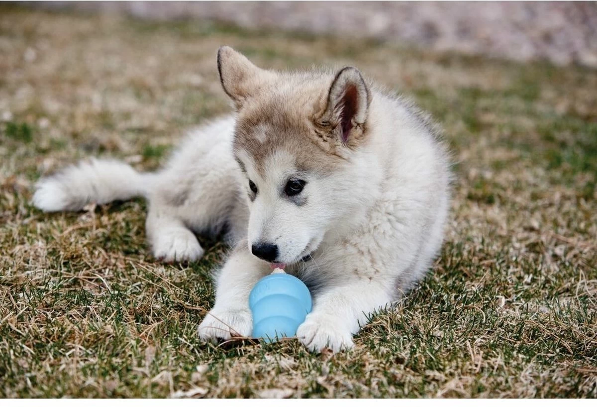 Kong Puppy - Kauwbot Hondenspeelgoed Small - Kauwbot - 85mm X 42mm - Groen/Wit - Afbeelding 7