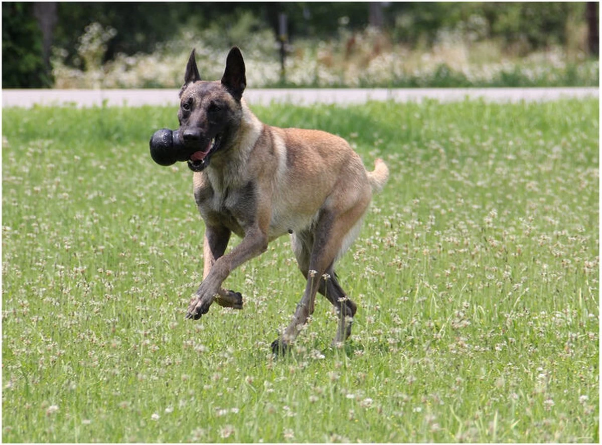 Kong Extreme - Afbeelding 6