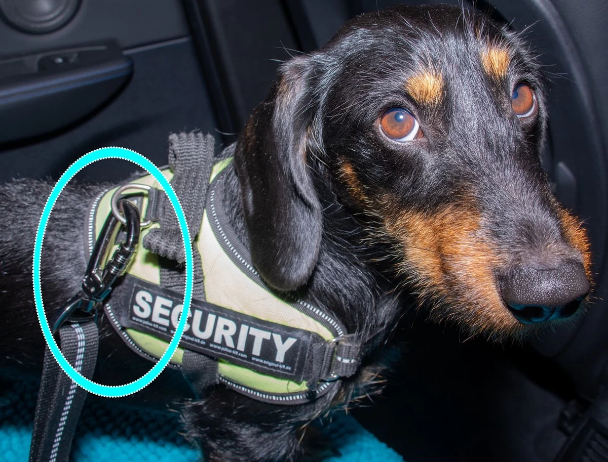 Doggz - Autogordel Hond - Nieuw Past In Alle Auto's Door Kliksysteem En Haak - Extra Stevig - Hondengordel Voor Auto - Honden Autogordel - Afbeelding 8