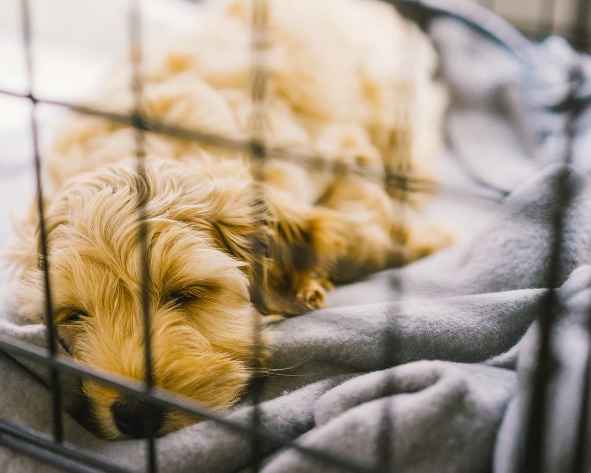 Topmast Hondenbench - Opvouwbaar - Zwart - 2 Deurs - 61 X 42 X 49 Cm - Afbeelding 2