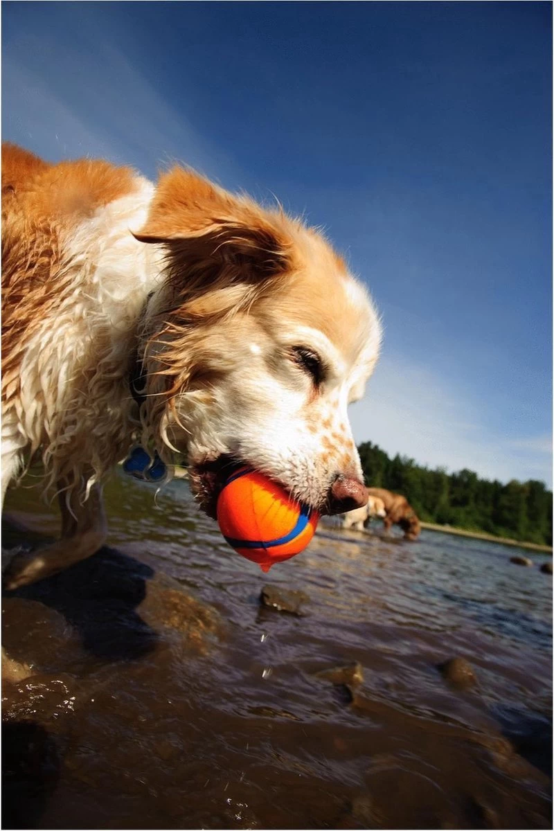 Chuckit! Ultra Ball L – Honden Speelgoed – Apporteren – Drijft Op Water – Stuitert – Veilig Voor Gebit – Honden Bal – Ideaal Met De Ballenwerper – Ø 7cm – Oranje/Blauw – Apporteerspeelgoed – 2-Pack - Afbeelding 4