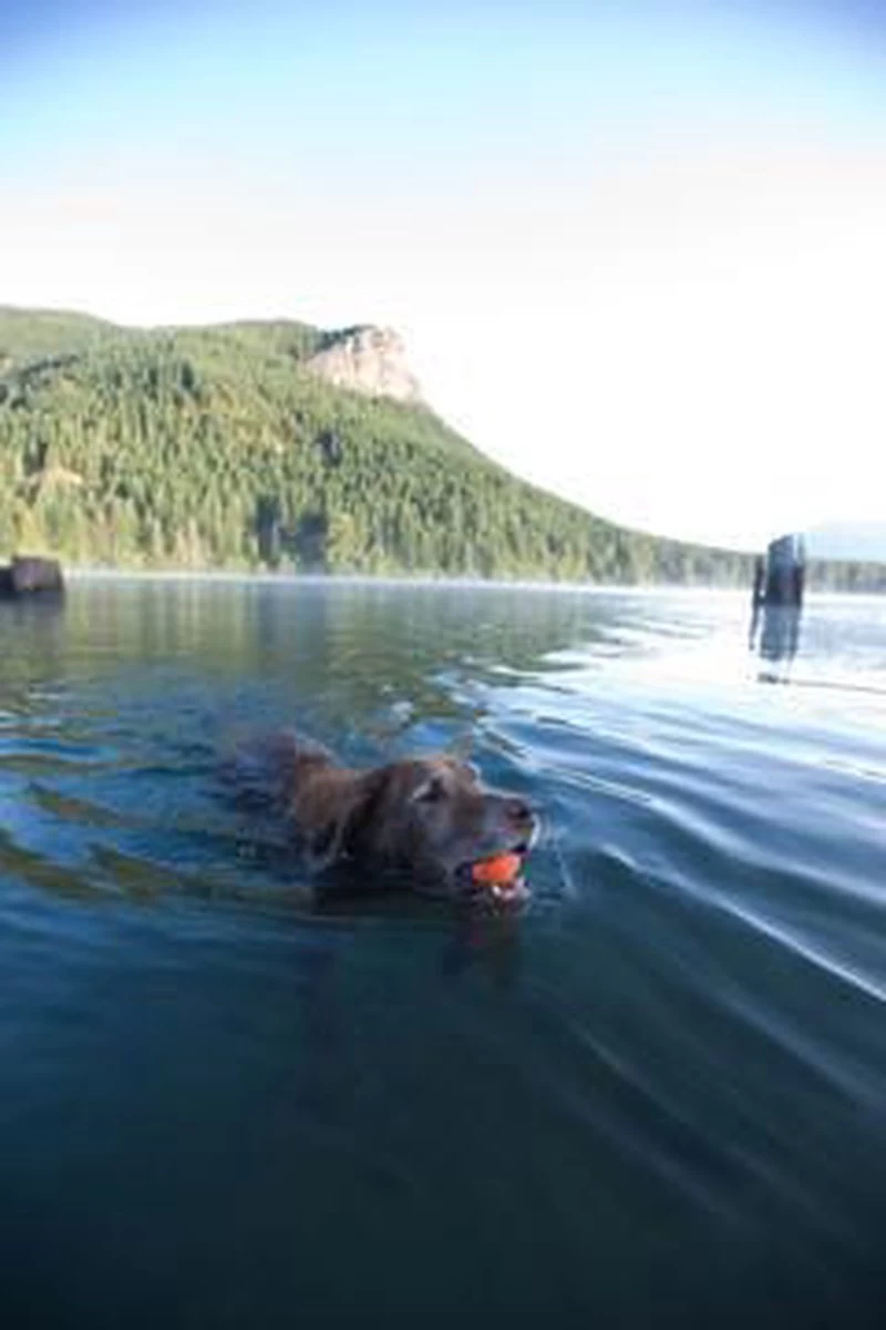 Chuckit! Ultra Ball XL – Honden Speelgoed – Ø 9 Cm – Oranje/Blauw – Apporteerspeelgoed – 1-Pack - Afbeelding 6