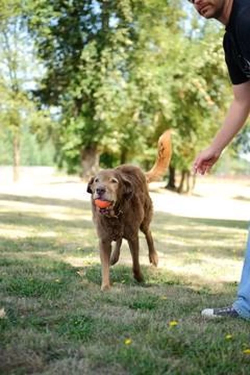 Chuckit! Ultra Ball XL – Honden Speelgoed – Ø 9 Cm – Oranje/Blauw – Apporteerspeelgoed – 1-Pack - Afbeelding 9