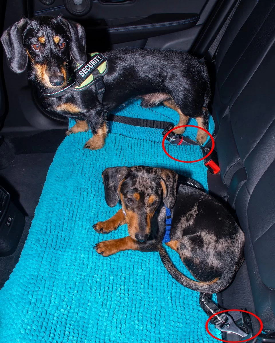 Doggz - Autogordel Hond - Nieuw Past In Alle Auto's Door Kliksysteem En Haak - Extra Stevig - Hondengordel Voor Auto - Honden Autogordel - Afbeelding 2